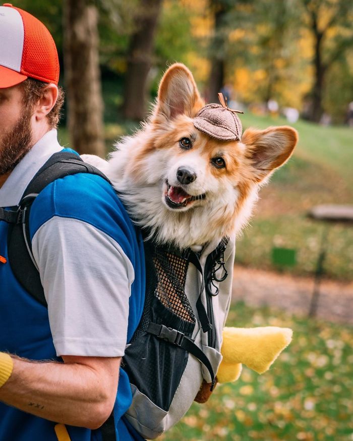 Guy Carries His Corgi In His Backpack, Brightens Everyone’s Day As They Commute (31 Pics) Guy Carries His Corgi In His Backpack, Brightens Everyone’s Day As They Commute (31 Pics)
