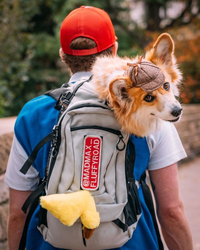 Guy Carries His Corgi In His Backpack, Brightens Everyone’s Day As They Commute (31 Pics) Guy Carries His Corgi In His Backpack, Brightens Everyone’s Day As They Commute (31 Pics)