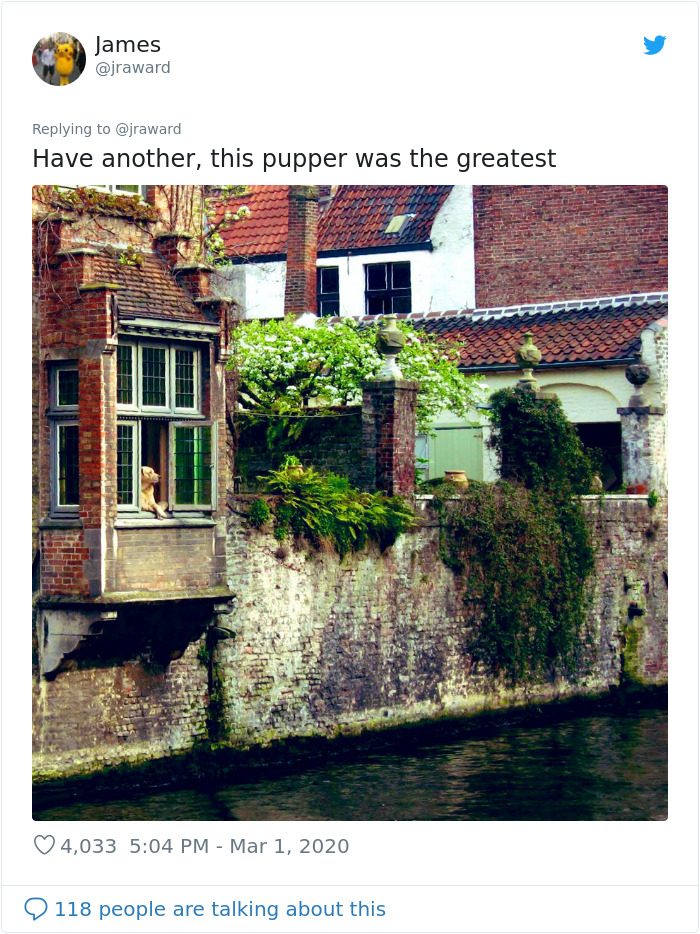 After ‘The Most Photographed Dog In Bruges’ Passes Away, People Are Sharing Photos Of Him Throughout The Years After ‘The Most Photographed Dog In Bruges’ Passes Away, People Are Sharing Photos Of Him Throughout The Years