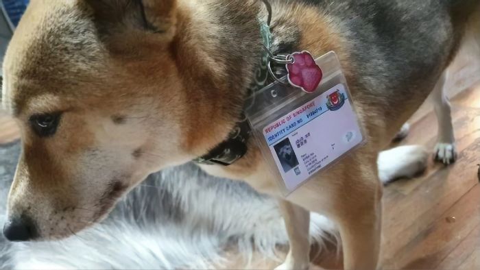 Singapore Now Issues Adorable Running Licenses For Dogs That Double As Their Personal IDs Singapore Now Issues Adorable Running Licenses For Dogs That Double As Their Personal IDs