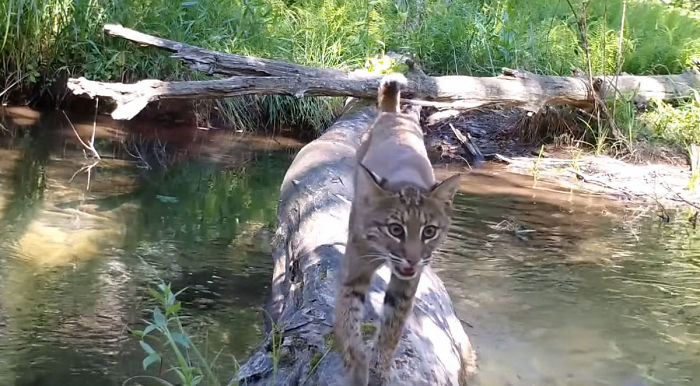 Man Films How Many Wild Animals Are Using This Log Bridge, Is Surprised It’s That Many Different Kinds Man Films How Many Wild Animals Are Using This Log Bridge, Is Surprised It’s That Many Different Kinds