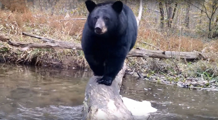 Man Films How Many Wild Animals Are Using This Log Bridge, Is Surprised It’s That Many Different Kinds Man Films How Many Wild Animals Are Using This Log Bridge, Is Surprised It’s That Many Different Kinds