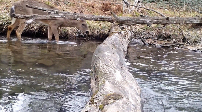 Man Films How Many Wild Animals Are Using This Log Bridge, Is Surprised It’s That Many Different Kinds Man Films How Many Wild Animals Are Using This Log Bridge, Is Surprised It’s That Many Different Kinds