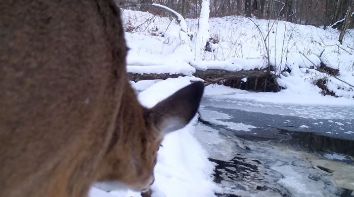 Man Films How Many Wild Animals Are Using This Log Bridge, Is Surprised It’s That Many Different Kinds Man Films How Many Wild Animals Are Using This Log Bridge, Is Surprised It’s That Many Different Kinds