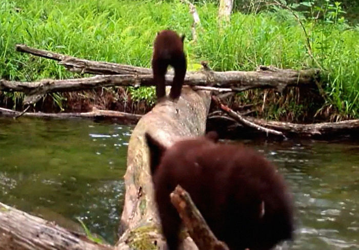 Man Films How Many Wild Animals Are Using This Log Bridge, Is Surprised It’s That Many Different Kinds Man Films How Many Wild Animals Are Using This Log Bridge, Is Surprised It’s That Many Different Kinds