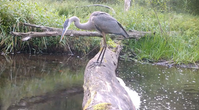 Man Films How Many Wild Animals Are Using This Log Bridge, Is Surprised It’s That Many Different Kinds Man Films How Many Wild Animals Are Using This Log Bridge, Is Surprised It’s That Many Different Kinds