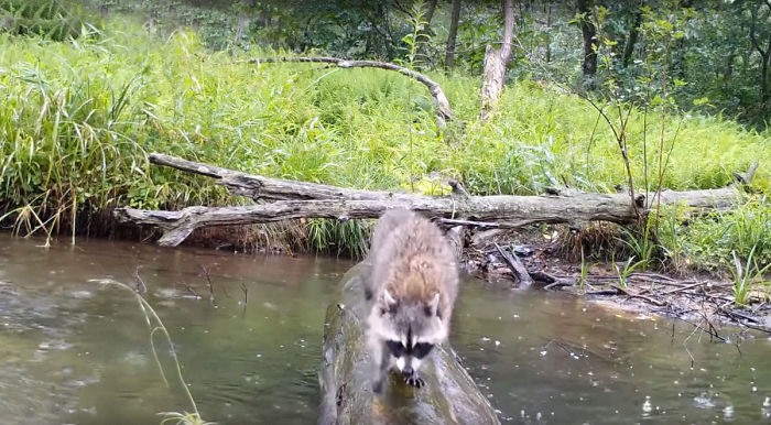 Man Films How Many Wild Animals Are Using This Log Bridge, Is Surprised It’s That Many Different Kinds Man Films How Many Wild Animals Are Using This Log Bridge, Is Surprised It’s That Many Different Kinds