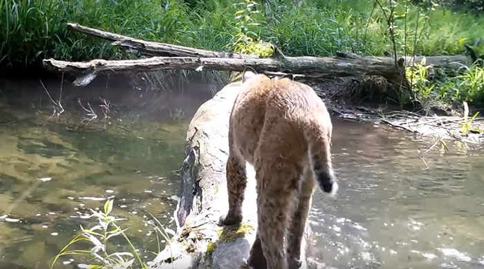 Man Films How Many Wild Animals Are Using This Log Bridge, Is Surprised It’s That Many Different Kinds Man Films How Many Wild Animals Are Using This Log Bridge, Is Surprised It’s That Many Different Kinds