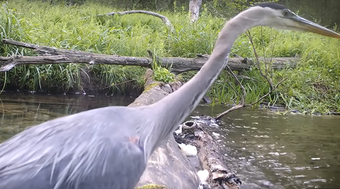 Man Films How Many Wild Animals Are Using This Log Bridge, Is Surprised It’s That Many Different Kinds Man Films How Many Wild Animals Are Using This Log Bridge, Is Surprised It’s That Many Different Kinds