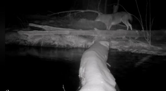 Man Films How Many Wild Animals Are Using This Log Bridge, Is Surprised It’s That Many Different Kinds Man Films How Many Wild Animals Are Using This Log Bridge, Is Surprised It’s That Many Different Kinds