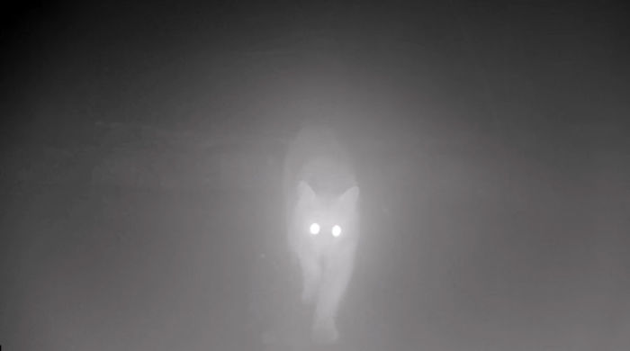Man Films How Many Wild Animals Are Using This Log Bridge, Is Surprised It’s That Many Different Kinds Man Films How Many Wild Animals Are Using This Log Bridge, Is Surprised It’s That Many Different Kinds