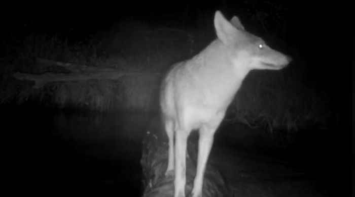 Man Films How Many Wild Animals Are Using This Log Bridge, Is Surprised It’s That Many Different Kinds Man Films How Many Wild Animals Are Using This Log Bridge, Is Surprised It’s That Many Different Kinds