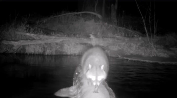 Man Films How Many Wild Animals Are Using This Log Bridge, Is Surprised It’s That Many Different Kinds Man Films How Many Wild Animals Are Using This Log Bridge, Is Surprised It’s That Many Different Kinds