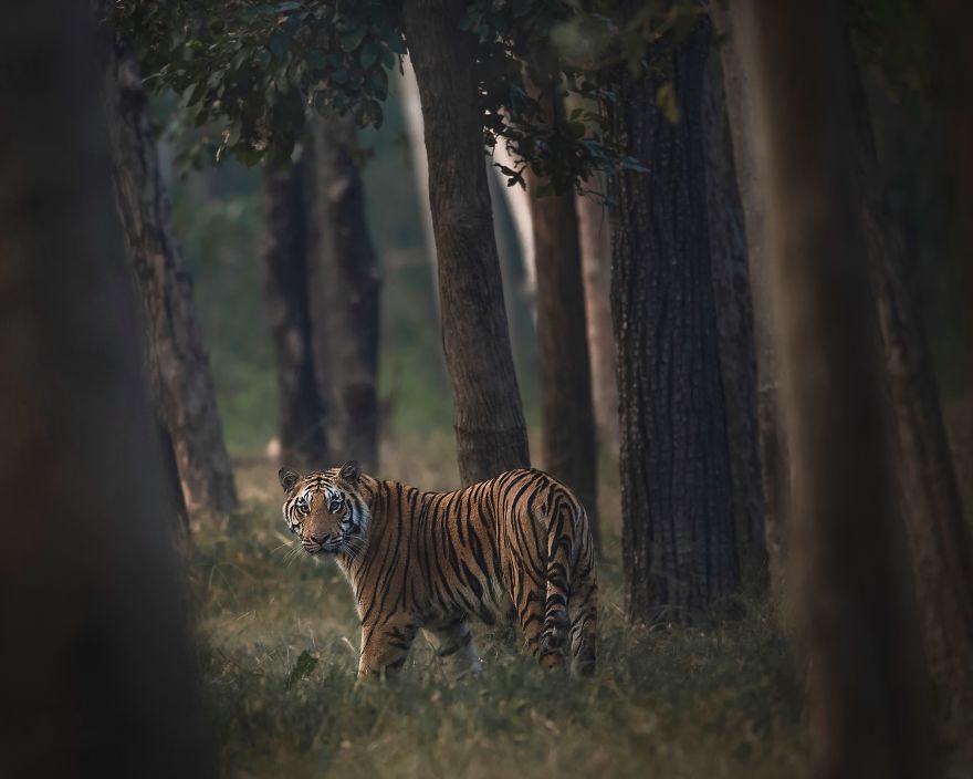 50 Photographs From The Nature 2020 Competition