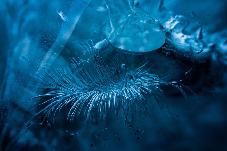 50 Photographs From The Nature 2020 Competition