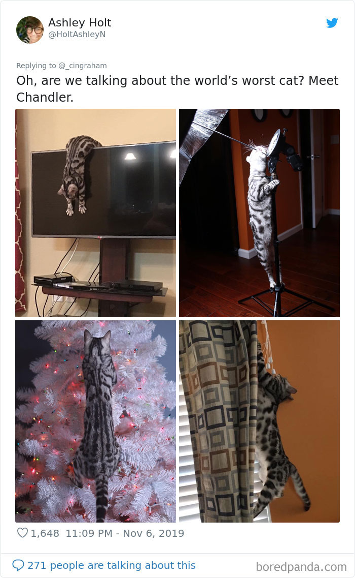 30 Times These Cat Owners Realized Their Pets Might Be Evil 30 Times These Cat Owners Realized Their Pets Might Be Evil