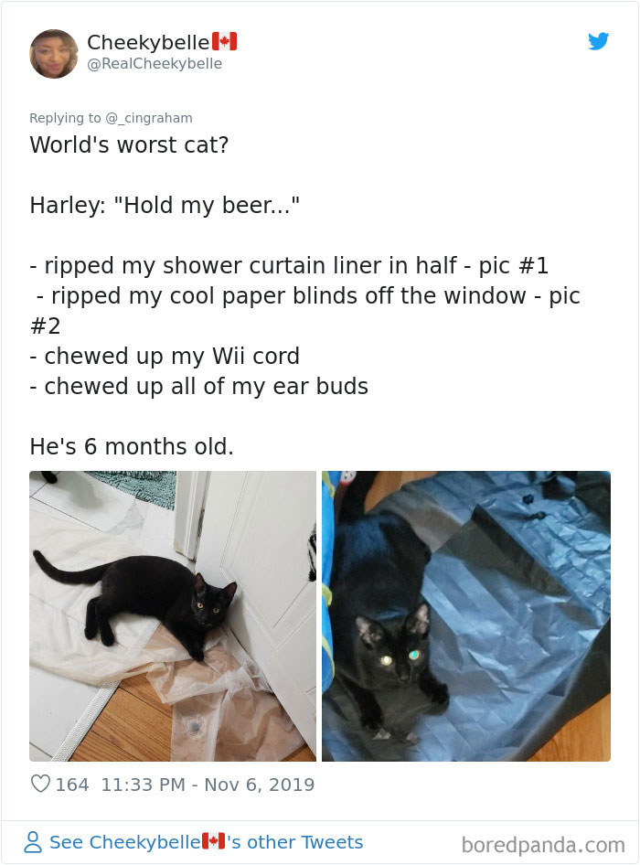 30 Times These Cat Owners Realized Their Pets Might Be Evil 30 Times These Cat Owners Realized Their Pets Might Be Evil