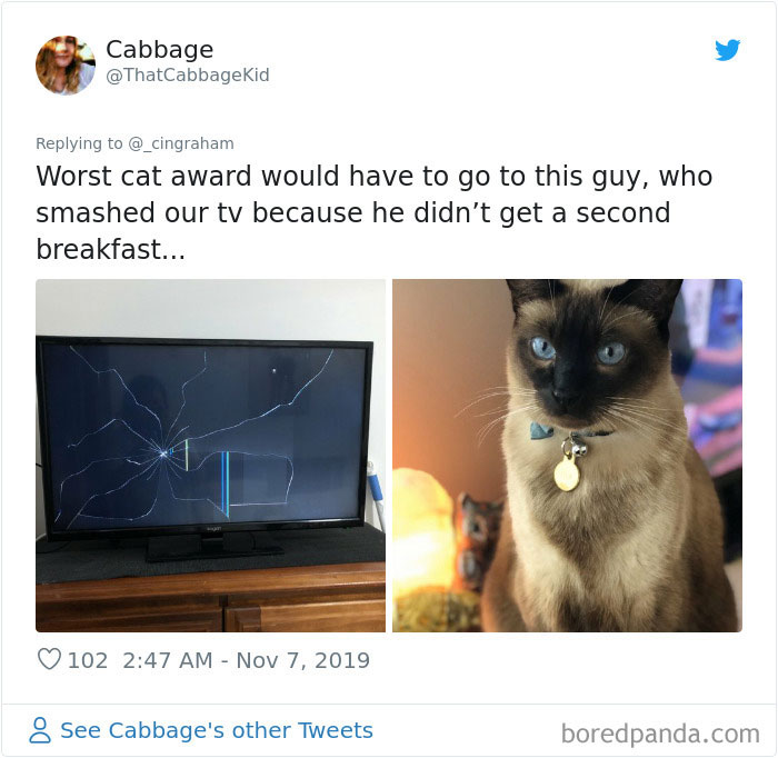 30 Times These Cat Owners Realized Their Pets Might Be Evil 30 Times These Cat Owners Realized Their Pets Might Be Evil