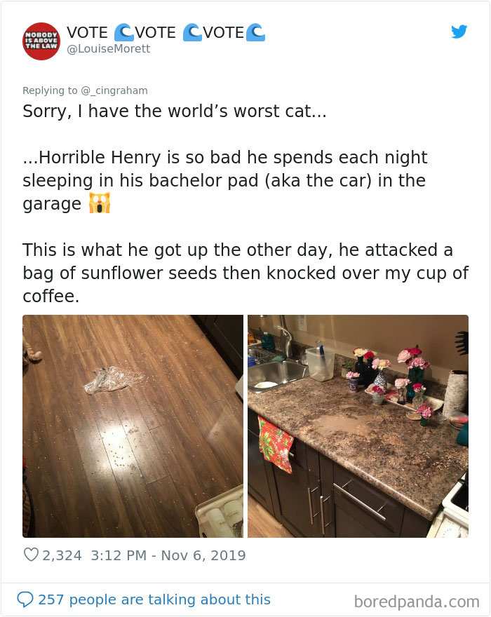 30 Times These Cat Owners Realized Their Pets Might Be Evil 30 Times These Cat Owners Realized Their Pets Might Be Evil