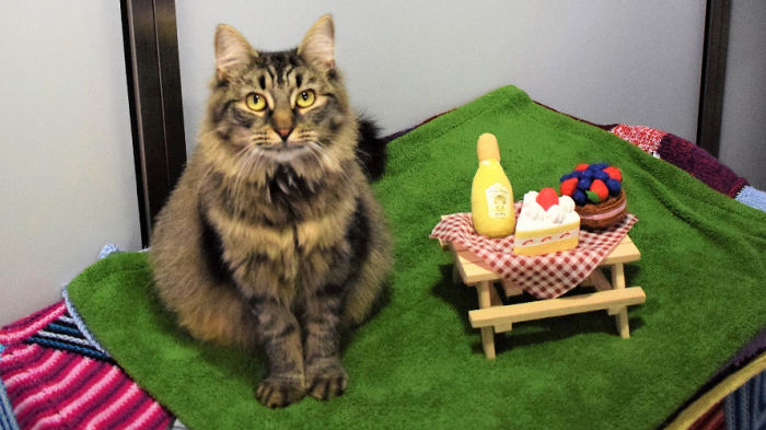 Shelter Workers Organize This Cat’s Birthday Hoping Someone Will Adopt Her, But No One Turns Up Shelter Workers Organize This Cat’s Birthday Hoping Someone Will Adopt Her, But No One Turns Up
