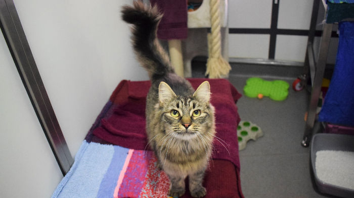 Shelter Workers Organize This Cat’s Birthday Hoping Someone Will Adopt Her, But No One Turns Up Shelter Workers Organize This Cat’s Birthday Hoping Someone Will Adopt Her, But No One Turns Up