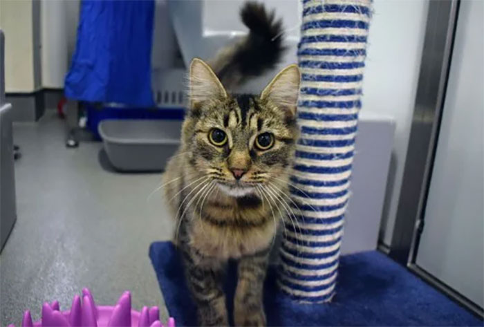 Shelter Workers Organize This Cat’s Birthday Hoping Someone Will Adopt Her, But No One Turns Up Shelter Workers Organize This Cat’s Birthday Hoping Someone Will Adopt Her, But No One Turns Up