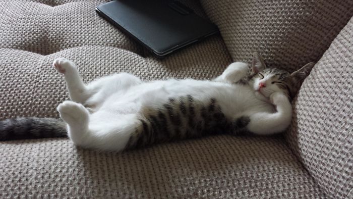 40 Most Wholesome Rescue Pet Photos Of This Month (February Edition) 40 Most Wholesome Rescue Pet Photos Of This Month (February Edition)