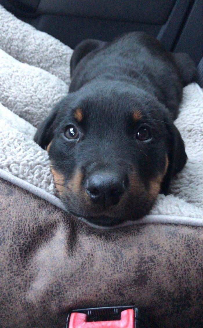 40 Most Wholesome Rescue Pet Photos Of This Month (February Edition) 40 Most Wholesome Rescue Pet Photos Of This Month (February Edition)