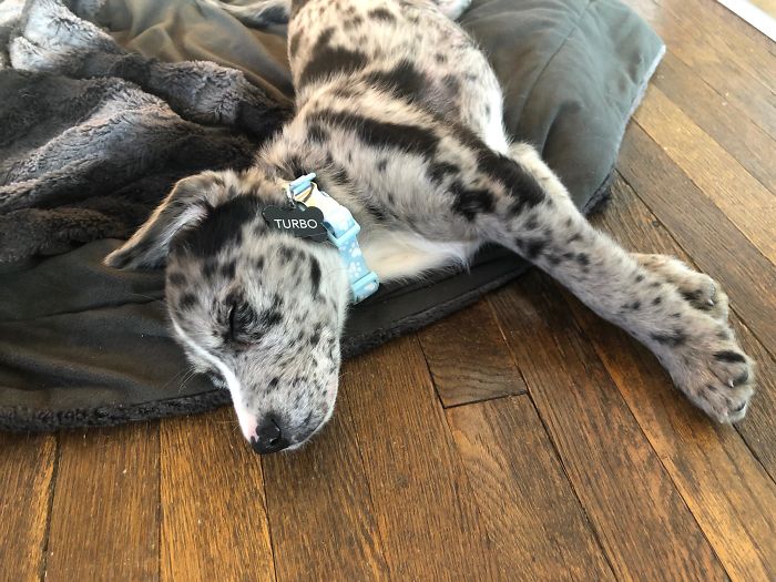 40 Most Wholesome Rescue Pet Photos Of This Month (February Edition) 40 Most Wholesome Rescue Pet Photos Of This Month (February Edition)