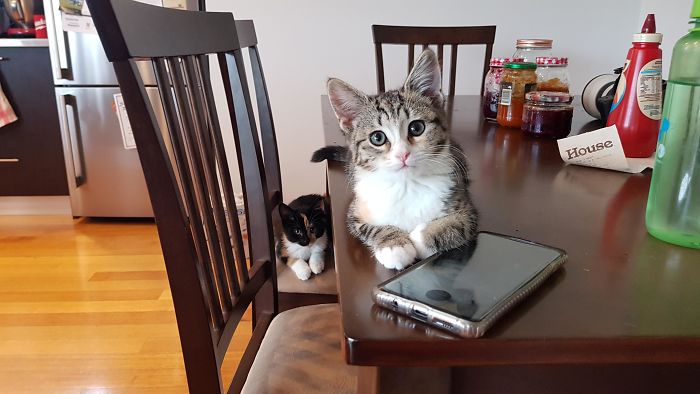 40 Most Wholesome Rescue Pet Photos Of This Month (February Edition) 40 Most Wholesome Rescue Pet Photos Of This Month (February Edition)