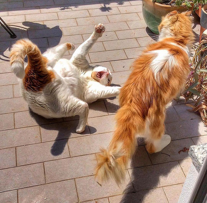 Italian Woman Documents The Carefree Life Of Her Cat And It Kinda Makes You Jealous (36 Pics)