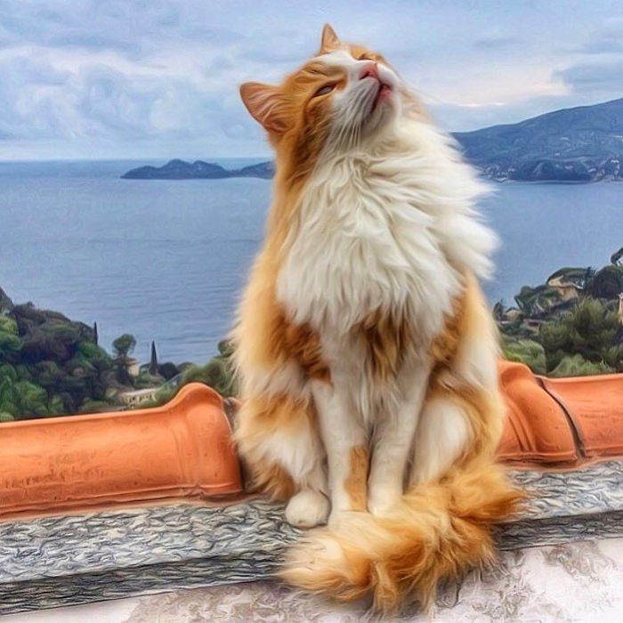 Italian Woman Documents The Carefree Life Of Her Cat And It Kinda Makes You Jealous (36 Pics)