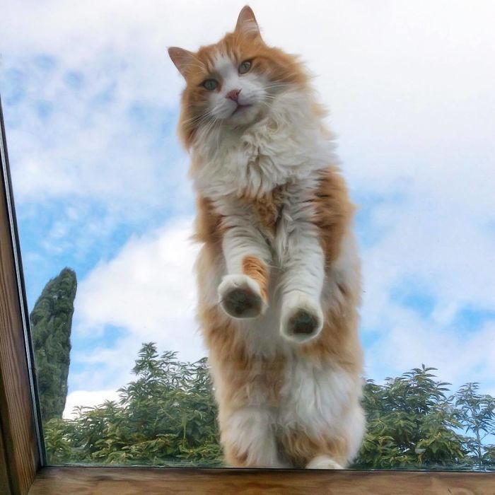 Italian Woman Documents The Carefree Life Of Her Cat And It Kinda Makes You Jealous (36 Pics)