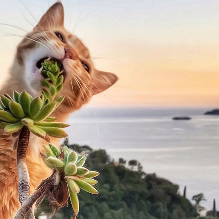 Italian Woman Documents The Carefree Life Of Her Cat And It Kinda Makes You Jealous (36 Pics)