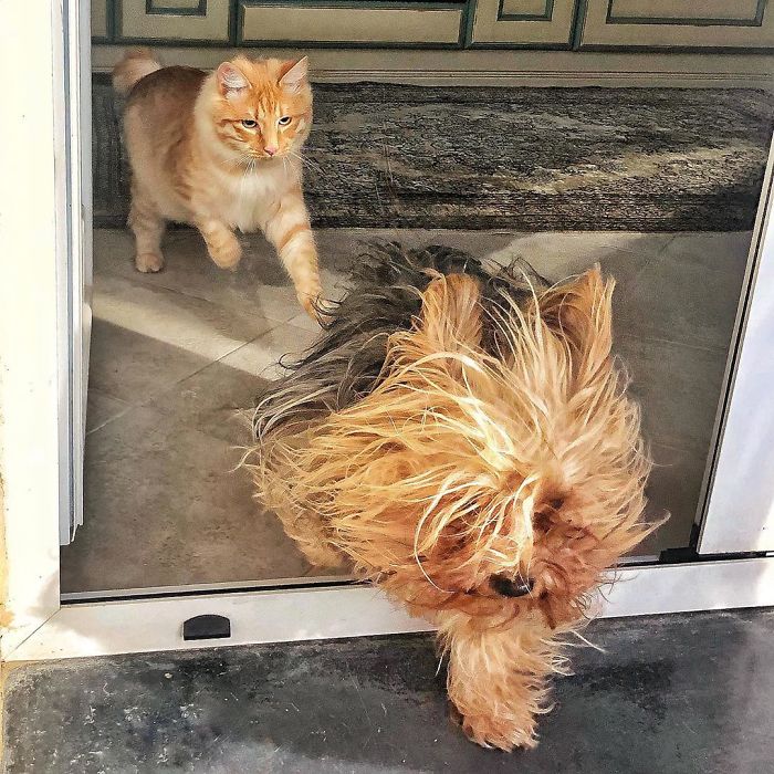 Italian Woman Documents The Carefree Life Of Her Cat And It Kinda Makes You Jealous (36 Pics)