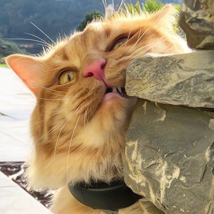 Italian Woman Documents The Carefree Life Of Her Cat And It Kinda Makes You Jealous (36 Pics)