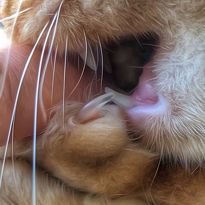 Italian Woman Documents The Carefree Life Of Her Cat And It Kinda Makes You Jealous (36 Pics)