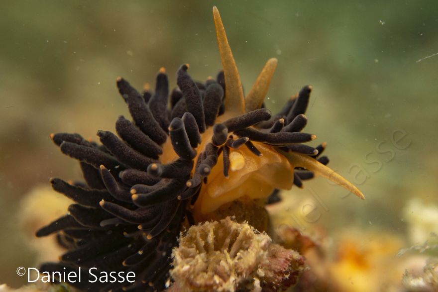 I Photographed The Beautiful Phestilla Melanobrachia Aeolid