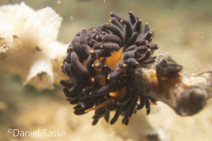 I Photographed The Beautiful Phestilla Melanobrachia Aeolid