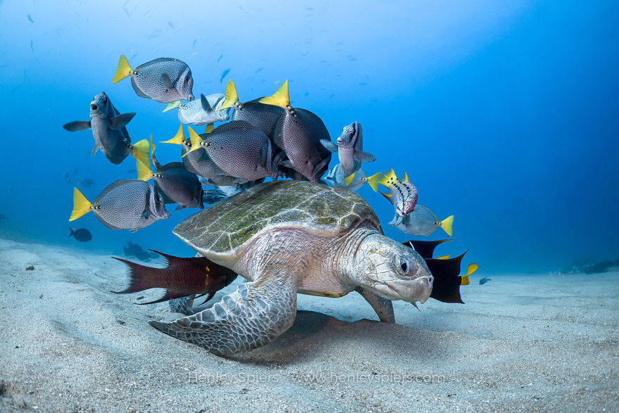 The Winners Of The 2020 Underwater Photographer Of The Year Contest Might Take Your Breath Away (30 Pics) The Winners Of The 2020 Underwater Photographer Of The Year Contest Might Take Your Breath Away (30 Pics)
