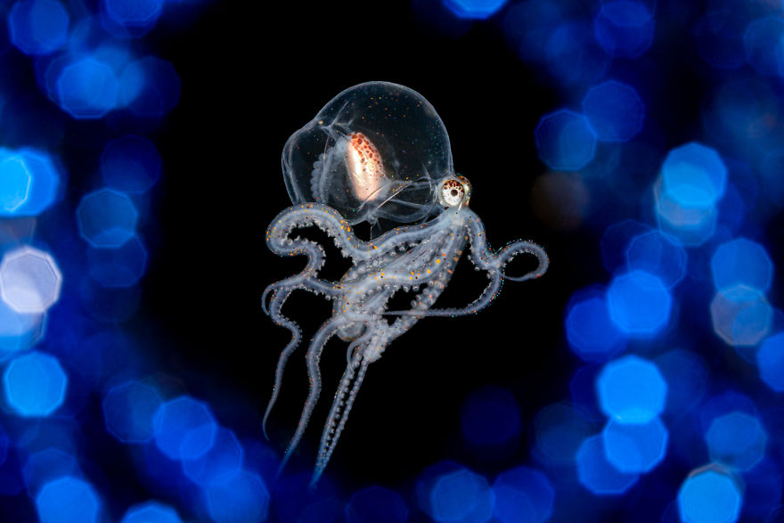 The Winners Of The 2020 Underwater Photographer Of The Year Contest Might Take Your Breath Away (30 Pics) The Winners Of The 2020 Underwater Photographer Of The Year Contest Might Take Your Breath Away (30 Pics)