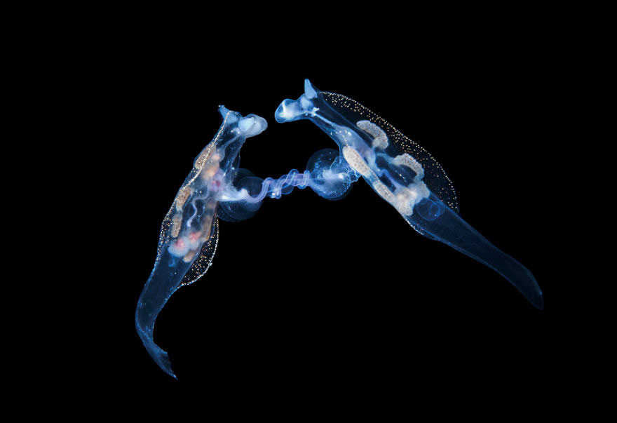 The Winners Of The 2020 Underwater Photographer Of The Year Contest Might Take Your Breath Away (30 Pics) The Winners Of The 2020 Underwater Photographer Of The Year Contest Might Take Your Breath Away (30 Pics)