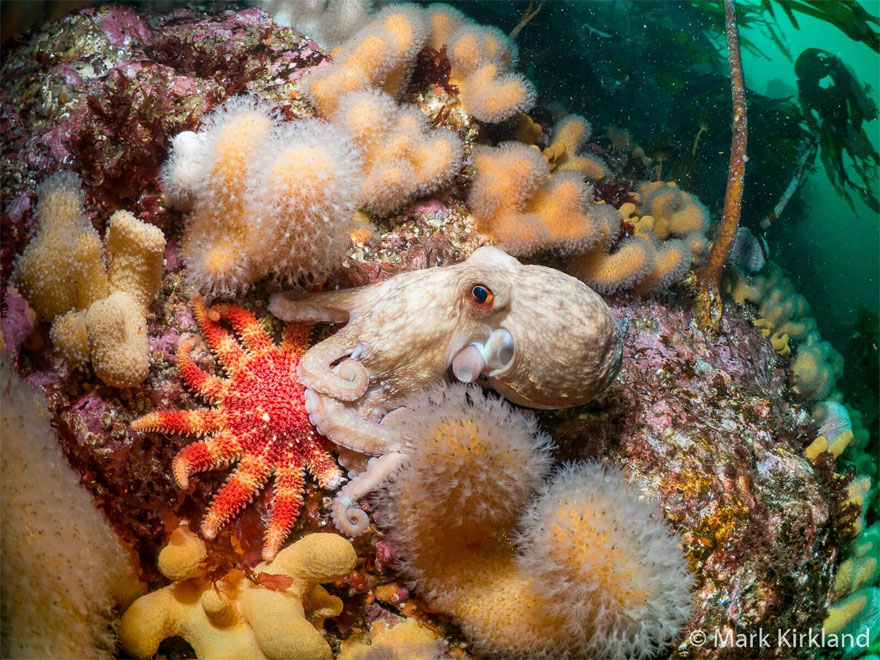 The Winners Of The 2020 Underwater Photographer Of The Year Contest Might Take Your Breath Away (30 Pics) The Winners Of The 2020 Underwater Photographer Of The Year Contest Might Take Your Breath Away (30 Pics)