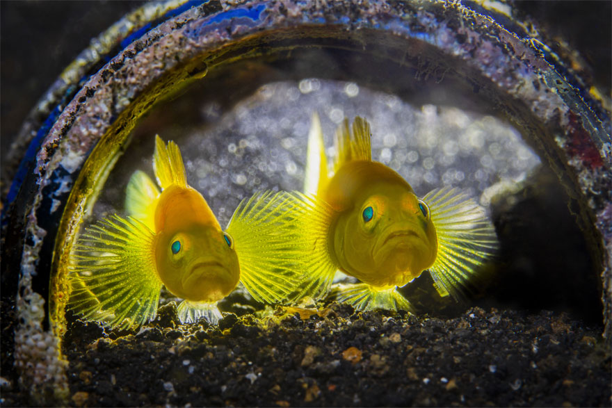 The Winners Of The 2020 Underwater Photographer Of The Year Contest Might Take Your Breath Away (30 Pics) The Winners Of The 2020 Underwater Photographer Of The Year Contest Might Take Your Breath Away (30 Pics)
