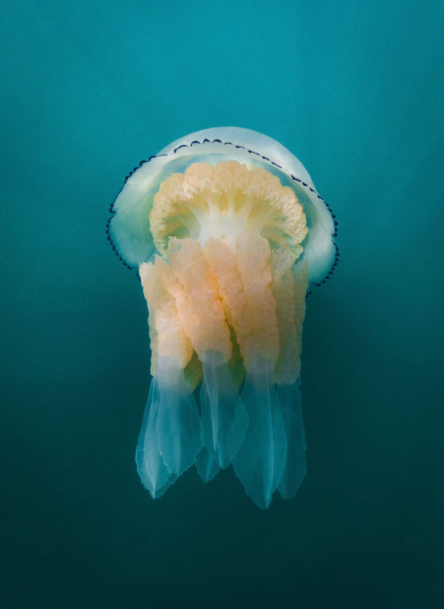 The Winners Of The 2020 Underwater Photographer Of The Year Contest Might Take Your Breath Away (30 Pics) The Winners Of The 2020 Underwater Photographer Of The Year Contest Might Take Your Breath Away (30 Pics)