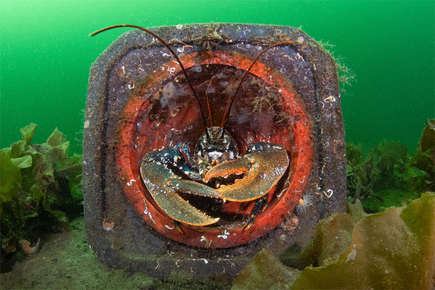 The Winners Of The 2020 Underwater Photographer Of The Year Contest Might Take Your Breath Away (30 Pics) The Winners Of The 2020 Underwater Photographer Of The Year Contest Might Take Your Breath Away (30 Pics)