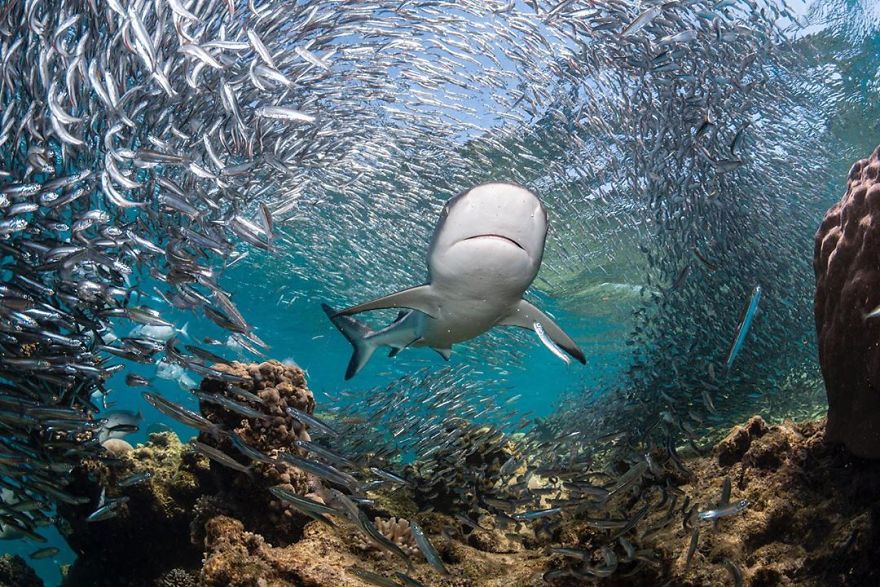 The Winners Of The 2020 Underwater Photographer Of The Year Contest Might Take Your Breath Away (30 Pics) The Winners Of The 2020 Underwater Photographer Of The Year Contest Might Take Your Breath Away (30 Pics)