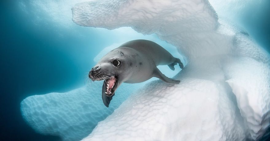 The Winners Of The 2020 Underwater Photographer Of The Year Contest Might Take Your Breath Away (30 Pics) The Winners Of The 2020 Underwater Photographer Of The Year Contest Might Take Your Breath Away (30 Pics)