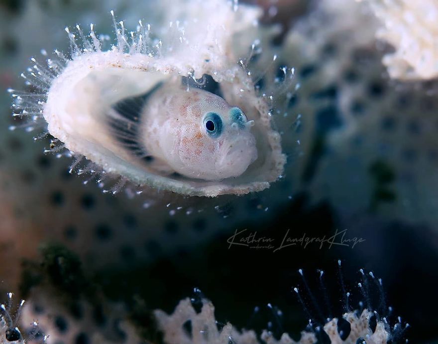 The Winners Of The 2020 Underwater Photographer Of The Year Contest Might Take Your Breath Away (30 Pics) The Winners Of The 2020 Underwater Photographer Of The Year Contest Might Take Your Breath Away (30 Pics)