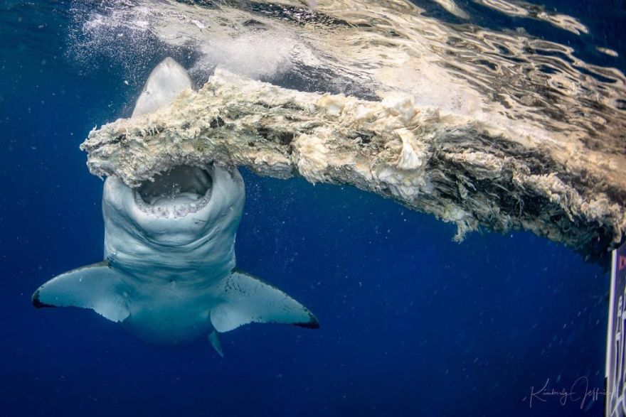 The Winners Of The 2020 Underwater Photographer Of The Year Contest Might Take Your Breath Away (30 Pics) The Winners Of The 2020 Underwater Photographer Of The Year Contest Might Take Your Breath Away (30 Pics)